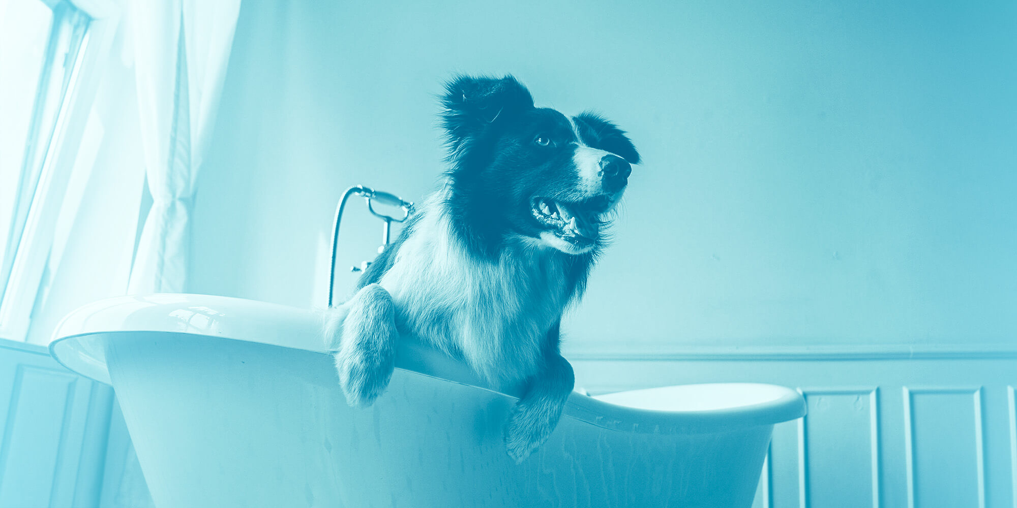 How To Give Your Anxious Dog The Best Bath Ever