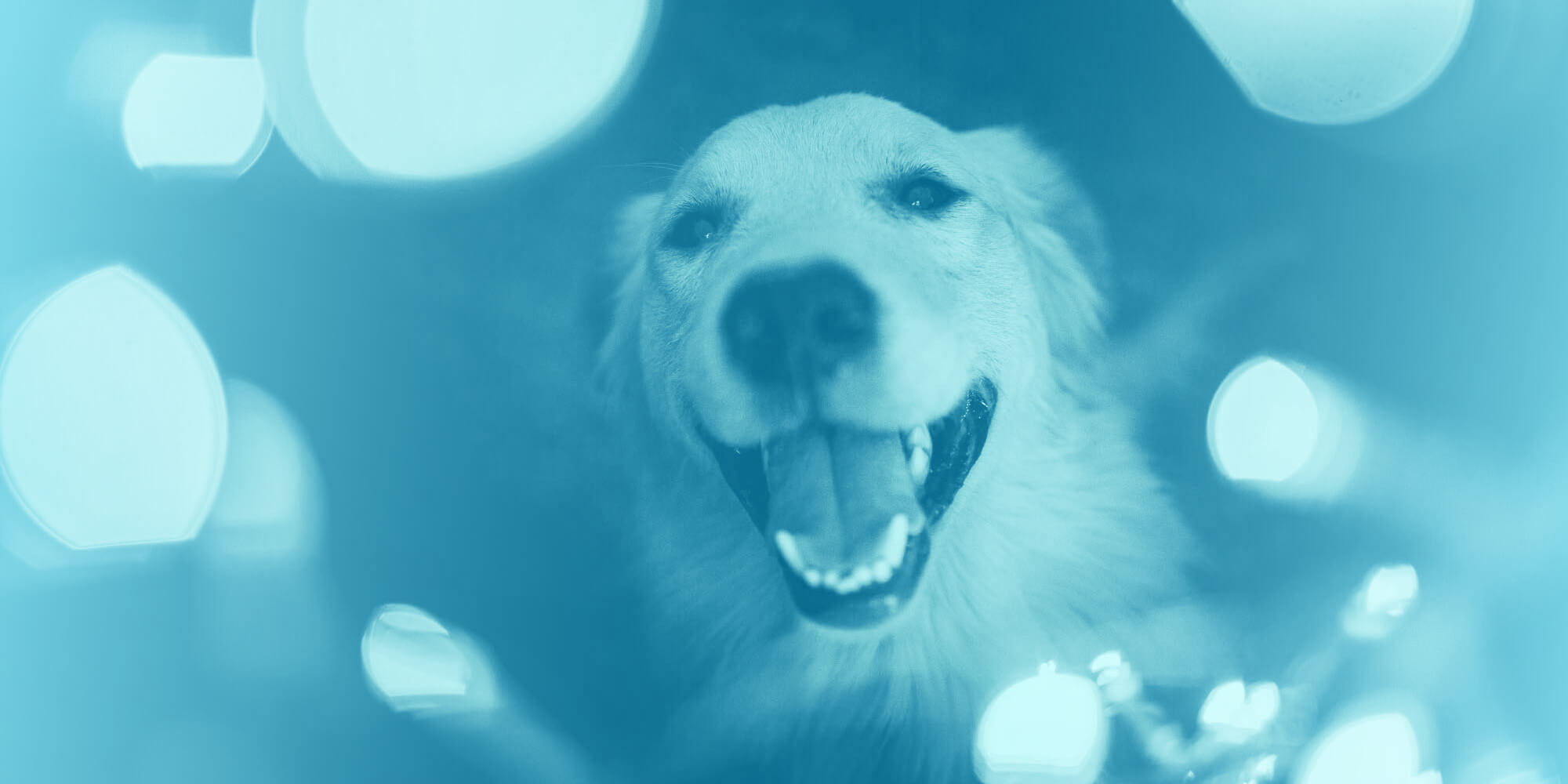 Happy Golden Retriever