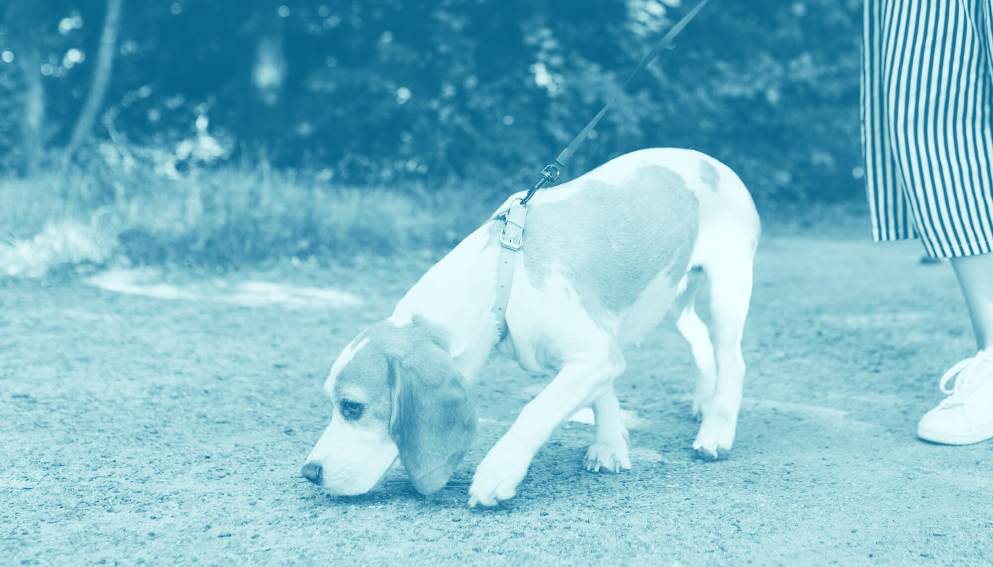 How to Potty Train Your New Puppy: A Positive Approach