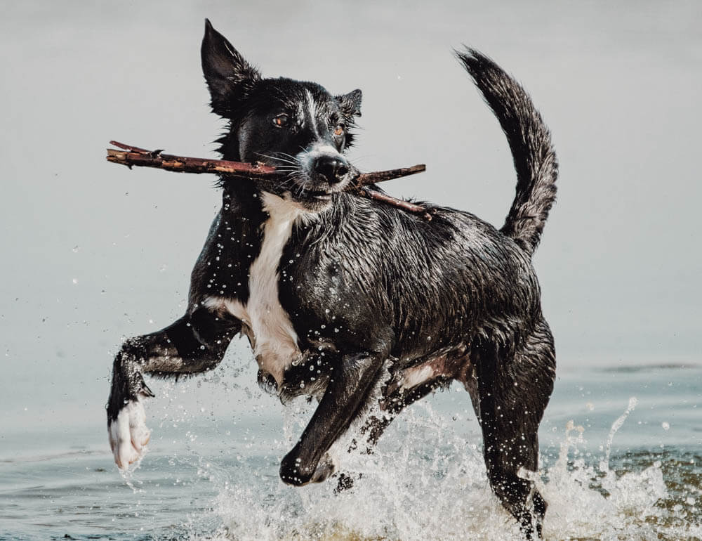 dog playing in water with stick