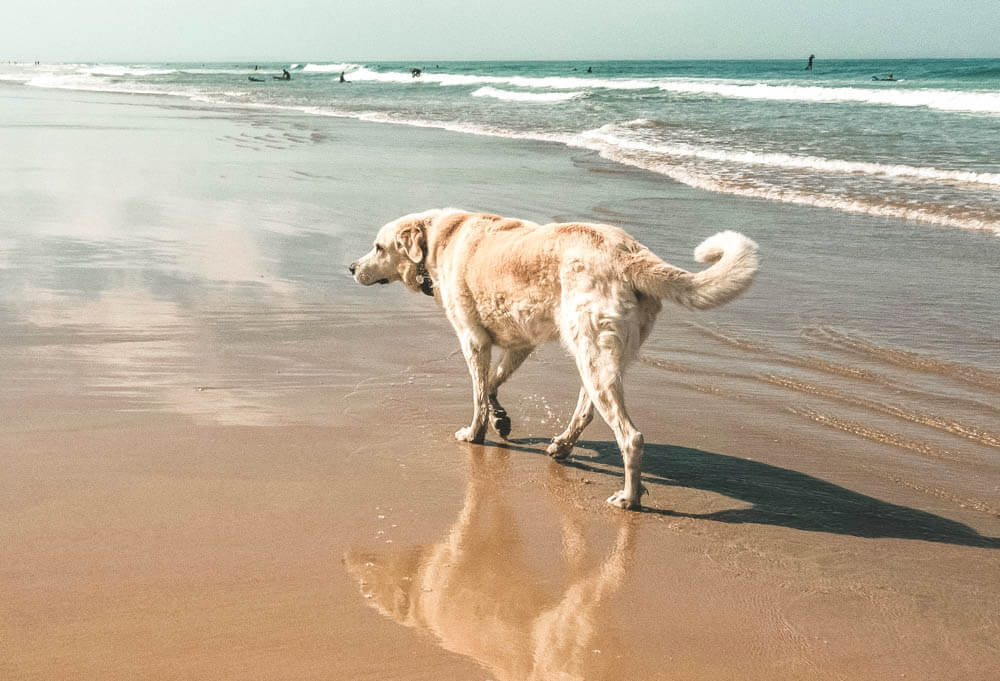 dog walking on beach