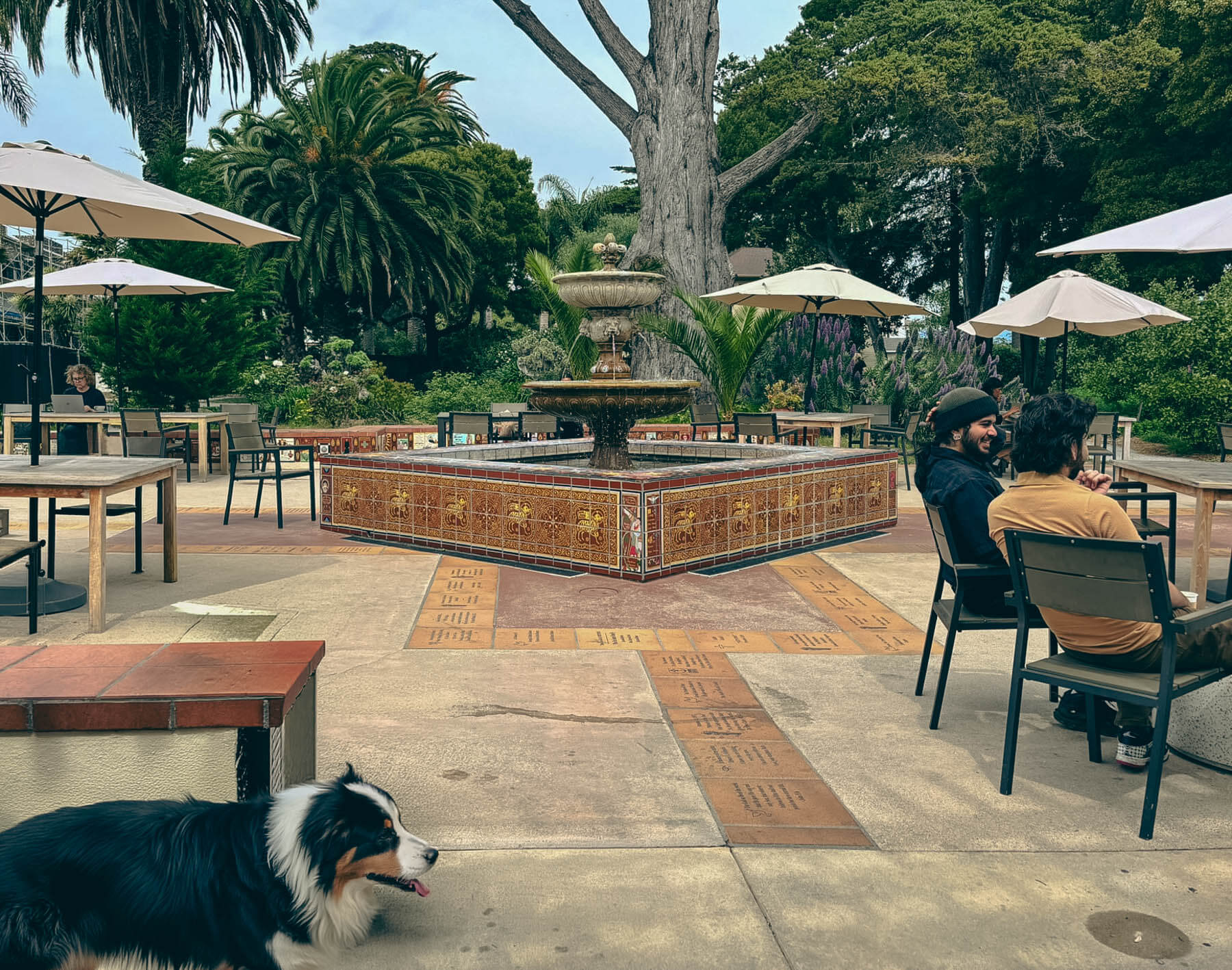 Shrine Coffee on the Westside in Santa Cruz - Australian Shepherd on patio
